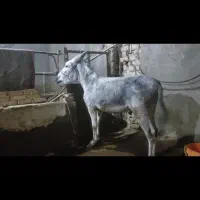 فروش الاغ نر