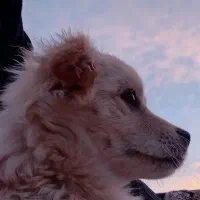 سگ مدل پودل