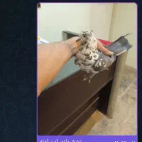 کبوتر|پرنده|تهران, فلسطین (میدان انقلاب)|دیوار