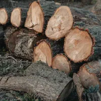 خرید و برش انواع درختان و چوب