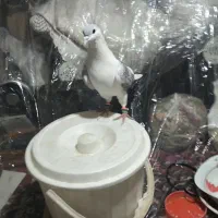 کبوتر|پرنده|مشهد, تلگرد|دیوار