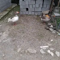 یک جفت غازنروماده تخم گذار