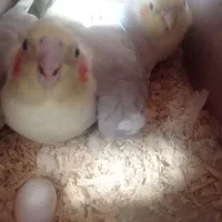 عروس هلندی معاوضه|پرنده|قدس, شهرقدس|دیوار