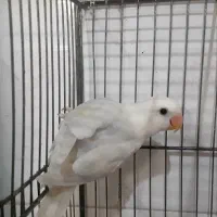 کوتوله فنچ عروس مرغ عشق