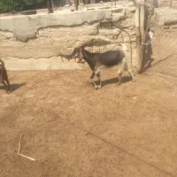 بز کهره روستای کلل|حیوانات مزرعه|آبپخش, |دیوار