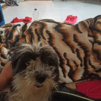 شیتزو مالتیز واگذاری