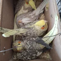 ۴ تا عروس هلندی جفت ها نروماده سخنگو دستی تخم گذار