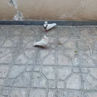 یه جفت نرو ماده طوقی