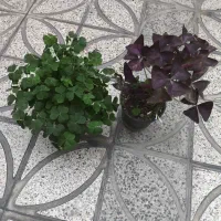 گل گندمی،نخل مرداب،الوورا،اگزایلس سبز و بنفش|گل و گیاه طبیعی|تهران, زهتابی|دیوار