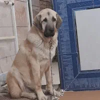 سگ میکس سراب پژدر۸ماهه|سگ|دشتابی, |دیوار