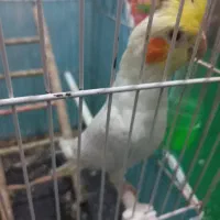 عروس هلندی نر لوتینو