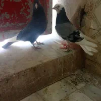 کبوتر