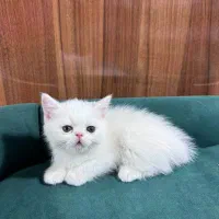 بچه گربه پرشین اسکاتیش|گربه|بیرجند, |دیوار