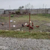 300-متر-زمین-روستای-مسکونی-در-ارده-جان