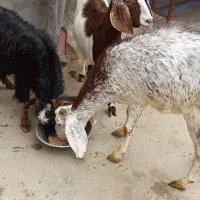 سه راس بز دوقلوزا|حیوانات مزرعه|قروه, |دیوار