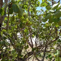 باغ-زمین-کشاورزی