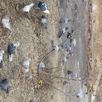 کبوتر|حیوانات|مراغه, |دیوار