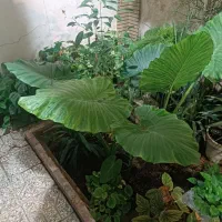 گلخونه خونگی همه مدل گل قیمت مناسب