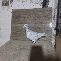 دو عدد کبوتر