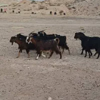 بز محلی|حیوانات مزرعه|جهرم, |دیوار