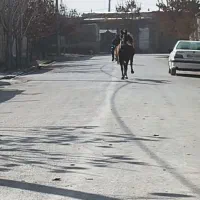 مادیان|اسب و تجهیزات اسب‌سواری|کبودرآهنگ, |دیوار