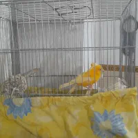 قناری نروماده|پرنده|کنگاور, |دیوار