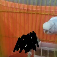 یک عدد مرغ عشق انگلیسی|پرنده|تهران, دولتخواه جنوبی|دیوار