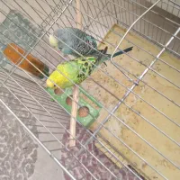 یک جفت مرغ عشق|پرنده|قزوین, |دیوار