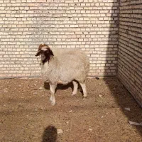 گوسفند