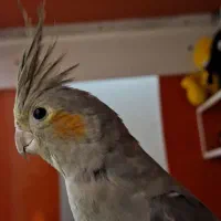 عروس هلندی جفت تخم گذار