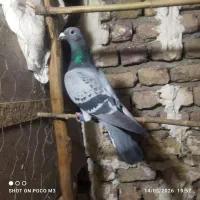 کفتر پلاکی