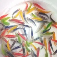 ماهی زبرا و حلزون لجنخوار