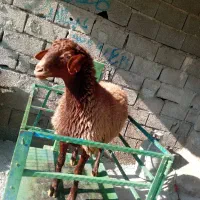 فروش گوسفند زنده فردیس بنفشه وحدت منظریه فرگاز