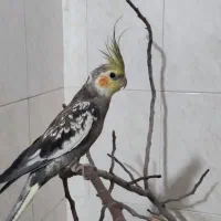 عروس هلندی دستی