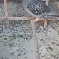 کفتر پرشی ضربه