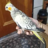 جوجه عروس هلندی دستی ۱ ماهه