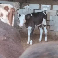 گاو و گوساله.گوساله نر وماده سیمینتال|حیوانات مزرعه|کوهنانی, |دیوار