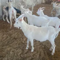 نربز سانن