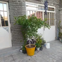 گل بنجامین زیبا|گل و گیاه طبیعی|ارومیه, |دیوار