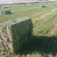 فروش یونجه