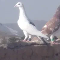 کفتر