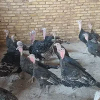 فروش بوقلمون