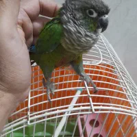 گیرینچیک دستی