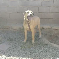 سلام توله ماده6ماحه پژدرتوله تبر قهرمان وحیدعباسی|سگ|همدان, |دیوار