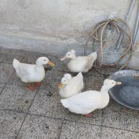 اردک