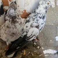 سوسک کاکلی تیپی