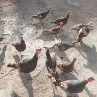 بوقلمون محلی