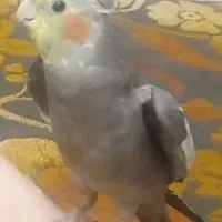 عروس گمشده