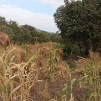 جارو دستی