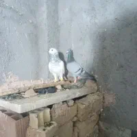 کبوتر پرشی صید|پرنده|اسفراین, |دیوار